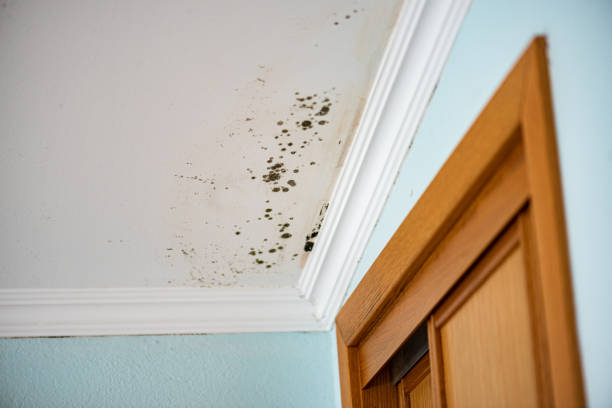 Best Localized Mold Remediation (e.g., coastal areas, humid climates) in Baldwin City, KS